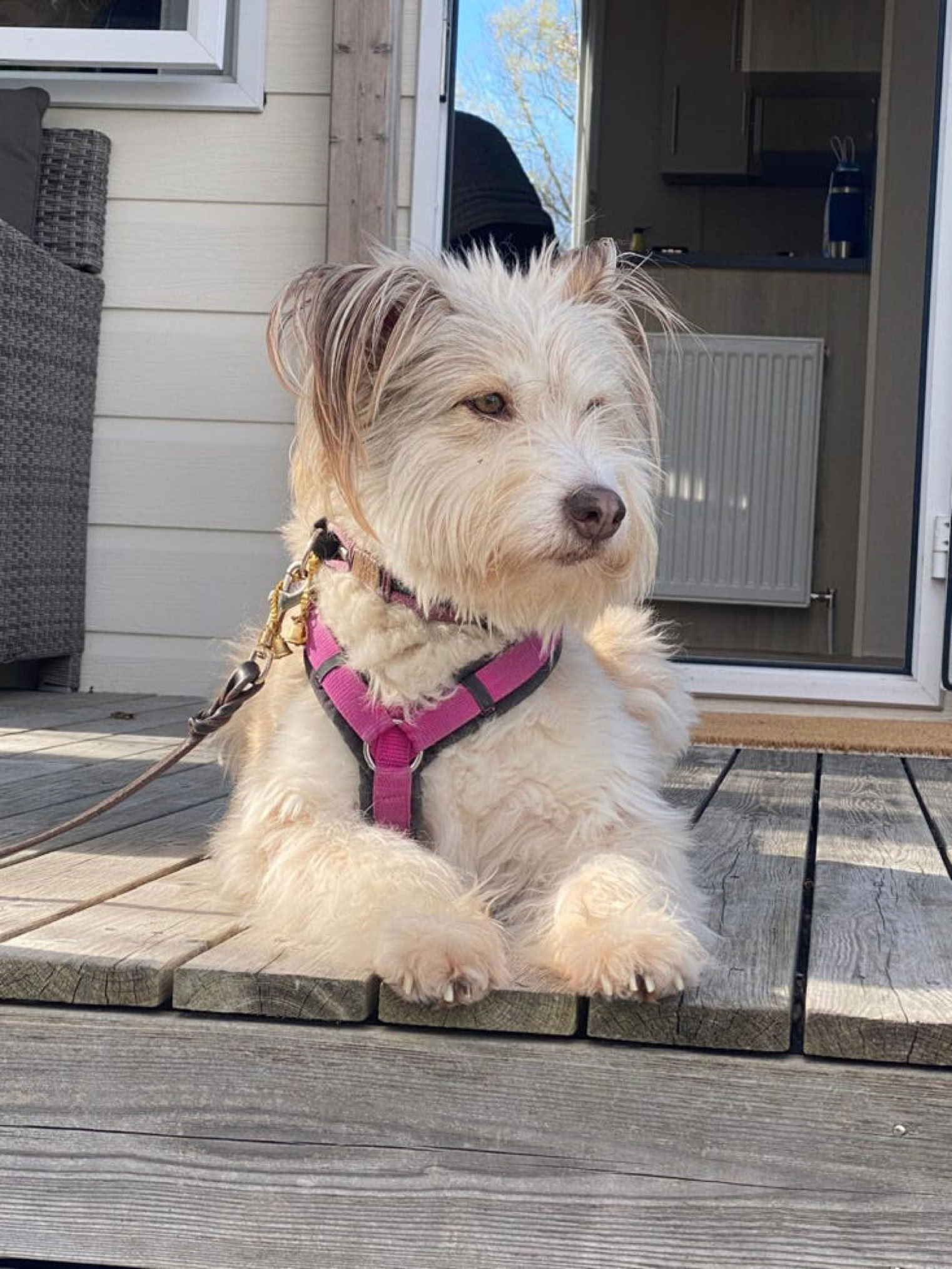 entspannter Hund